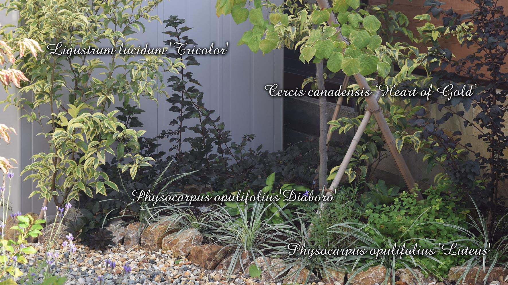 お庭と木々の実り（会津若松市）