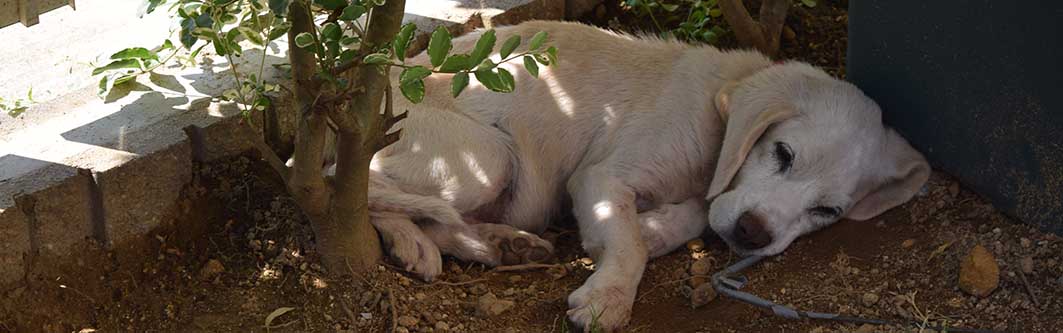 
            1. 「点」から「面」へのサービス統合（トータルライフサポート）
これまでは「トリミング」「治療」「食事」がそれぞれの店舗で完結していましたが、今後はこれらが連携した複合施設やプラットフォームが主流になります。

複合施設のハブ化: サロン、動物病院、ドッグラン、カフェ、コワーキングスペースが一箇所に集まった施設が増加します。「飼い主が仕事をしている間にトリミングと健診を済ませる」といった、人間のライフスタイルに溶け込んだ利用が当たり前になります。

データの連携: サロンでの身体チェックデータや、自宅での食事データを動物病院と共有し、未病（病気になる前のケア）を防ぐシステムが構築されます。

2. 「シニアケア・介護」市場の爆発的拡大
ペットの長寿化に伴い、人間と同様に「老後」のケアが巨大な市場となります。

リハビリ・フィットネス: 術後のリハビリだけでなく、シニア犬の筋力低下を防ぐための水中トレッドミルやバランスボール教室、鍼灸マッサージなどの理学療法分野が伸びています。

老犬・老猫ホームと訪問介護: 自宅での介護が困難な飼い主向けの施設や、人間のようにヘルパーが自宅を訪問するサービスが、今後不可欠なインフラとなります。

3. 「ペット共生住宅」と空間デザインの進化
個人的に最も可能性を感じる分野の一つが、「住環境（不動産・建築）」との融合です。

「飼える」から「共に暮らす」へ: 単に「ペット可」であるだけでなく、床材の滑りにくさ、防音、グルーミングスペースの設置、キャットウォークの動線設計など、最初からペットと暮らすことを前提としたリノベーションや新築の需要が急増しています。

建築・デザイン業界の参入: 既存のペット業者だけでなく、デザイン性の高い建築事務所やリフォーム会社がこの分野に注力し始めています。ペットの快適性と、人間のインテリアへのこだわりを両立させる高度な設計が求められています。

4. ペットテック（PetTech）の深化
アナログなサービスとデジタルの融合が進みます。

見守りと翻訳: 外出先から様子を見るカメラだけでなく、AIによる感情分析（鳴き声や行動から気持ちを推測）や、ウェアラブルデバイスによる健康管理が進みます。

パーソナライズフード: 遺伝子検査や活動量データに基づき、その個体に最適な栄養バランスのフードを定期配送するサービス（D2C）がさらに定着します。

5. 異業種参入による「街づくり」
観光業、鉄道会社、IT企業などが参入し、「ペットフレンドリーな街づくり」が進みます。 「ペットと一緒に新幹線に乗って、専用ホテルに泊まり、地元の食材を使ったペット用ディナーを楽しむ」といった、人間と全く同じレベルの観光体験が提供され始めています。

