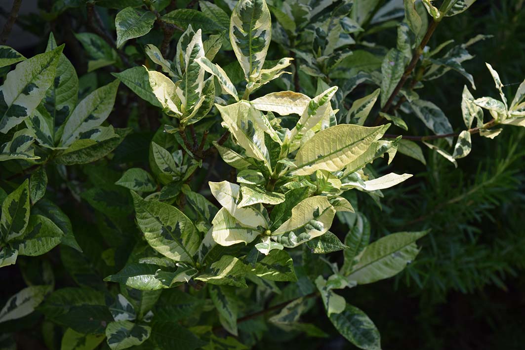 フイリクチナシ